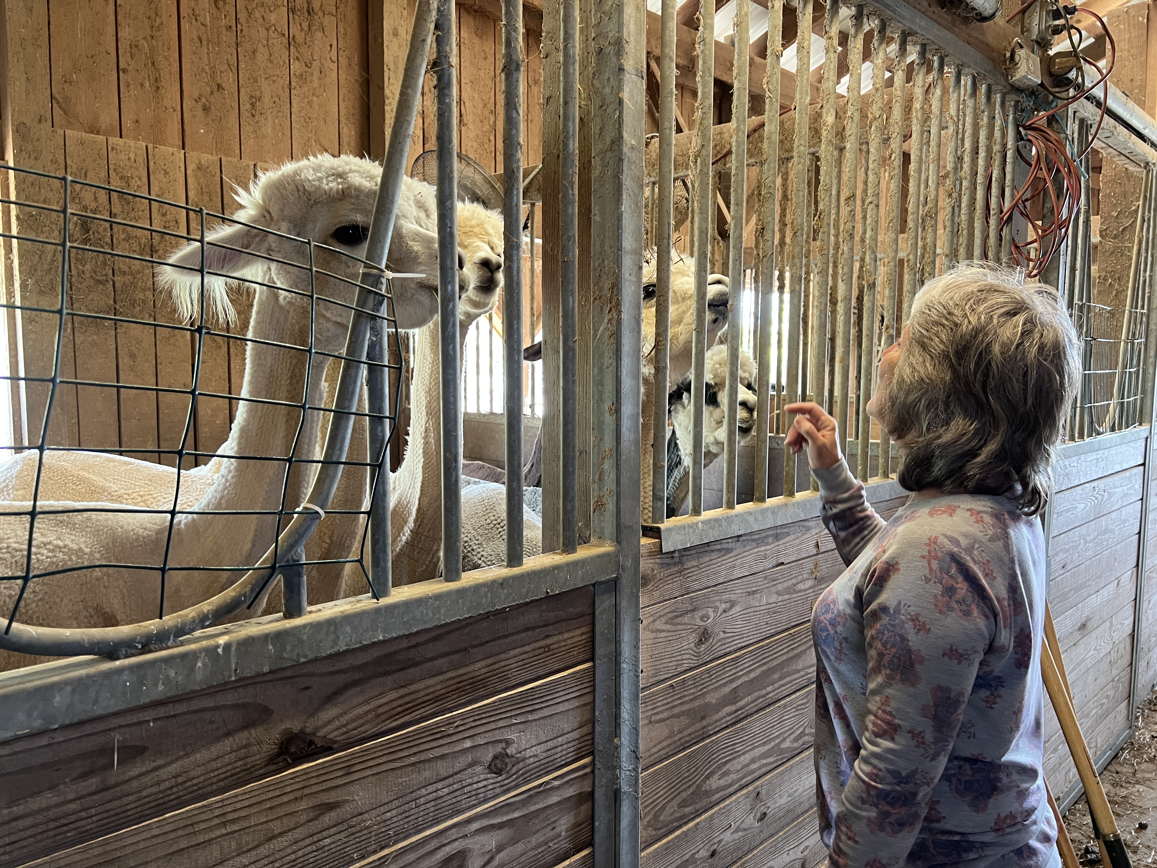 ./2025/04 - Virginia Creeper/IMG_5594.JPG